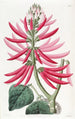 Erythrine with bare flowers - Sydenham Edwards — artwork view