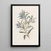Sollya with narrow leaves - Sydenham Edwards — framed artwork on a wall