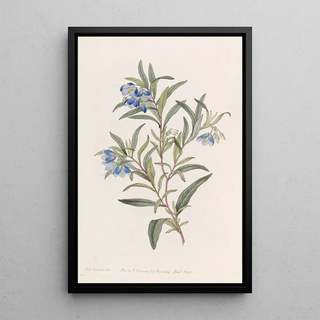 Sydenham Edwards - Narrowleaved Sollya.webp