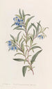 Sollya with narrow leaves - Sydenham Edwards — artwork view