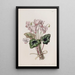 Cyclamen napolitain - Sydenham Edwards — framed artwork on a wall