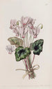Cyclamen napolitain - Sydenham Edwards — artwork view