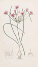 Caloscord à feuilles de nérine - Sydenham Edwards — artwork view