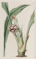 Tupistra penchée - Sydenham Edwards — artwork view