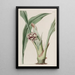 Tupistra penchée - Sydenham Edwards — framed artwork on a wall