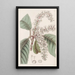 Clèthre à feuilles de chêne - Sydenham Edwards — framed artwork on a wall