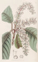 Clèthre à feuilles de chêne - Sydenham Edwards — artwork view