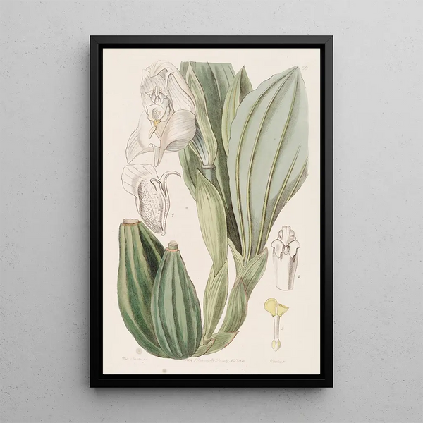 Anguloa à une fleur - Sydenham Edwards — framed artwork on a wall