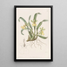 Oncidium single flower painting - Sydenham Edwards — framed artwork on a wall