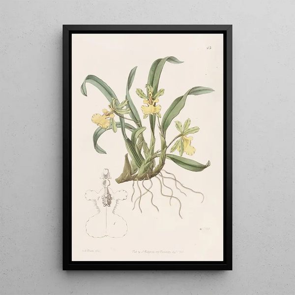 Oncidium single flower painting - Sydenham Edwards — framed artwork on a wall