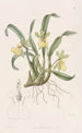 Oncidium single flower painting - Sydenham Edwards — artwork view