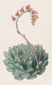 Echeveria unilaterale - Sydenham Edwards — artwork view