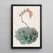 Echeveria unilaterale - Sydenham Edwards — framed artwork on a wall