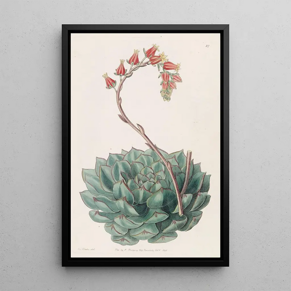 Echeveria unilaterale - Sydenham Edwards — framed artwork on a wall