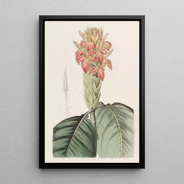 Aphelandra orange - Sydenham Edwards — framed artwork on a wall
