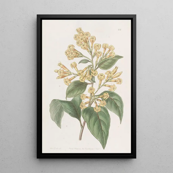 Cestrum orangé - Sydenham Edwards — framed artwork on a wall