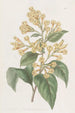Cestrum orangé - Sydenham Edwards — artwork view