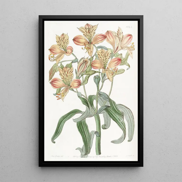 Alstroemeria with orange flowers - Sydenham Edwards — framed artwork on a wall