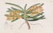Saccolabe orangé - Sydenham Edwards — artwork view