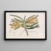 Saccolabe orangé - Sydenham Edwards — framed artwork on a wall