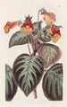 Achimènes painted - Sydenham Edwards — artwork view
