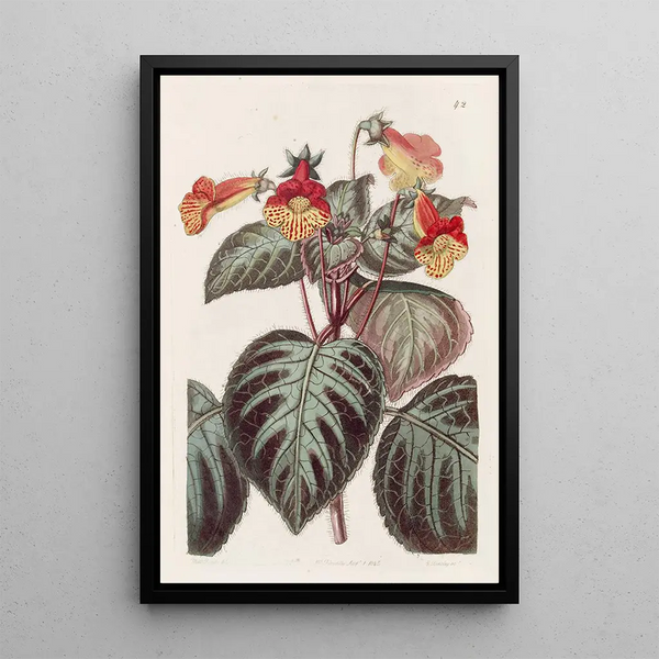 Achimènes painted - Sydenham Edwards — framed artwork on a wall