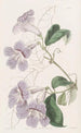 Bignonia painting by Sydenham Edwards — artwork view