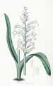 Lachenalia à fleurs bleu pâle - Sydenham Edwards — artwork view