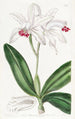 Cattleya intermediate with pale flowers - Sydenham Edwards — artwork view