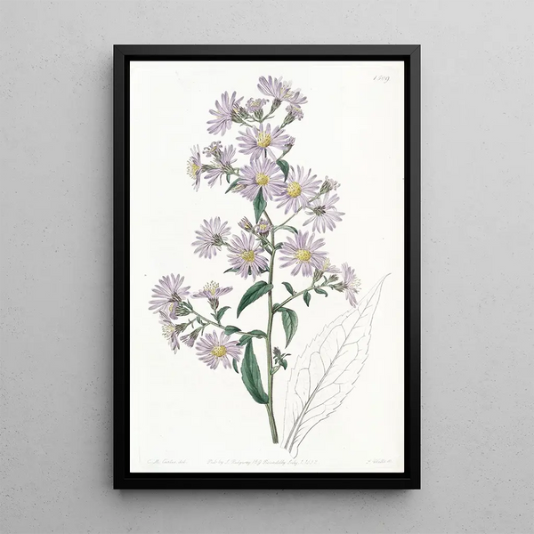 Pale Aster - Sydenham Edwards — framed artwork on a wall