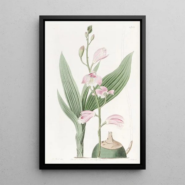 Pale Bletia Painting - Sydenham Edwards — framed artwork on a wall