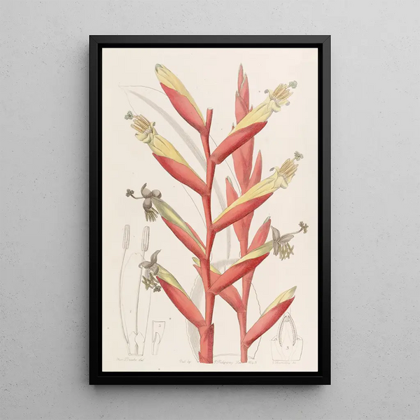 Vriesia with parrot flowers - Sydenham Edwards — framed artwork on a wall