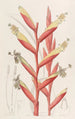 Vriesia with parrot flowers - Sydenham Edwards — artwork view