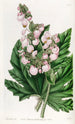 Begonia with Parsnip Leaves - Sydenham Edwards — artwork view
