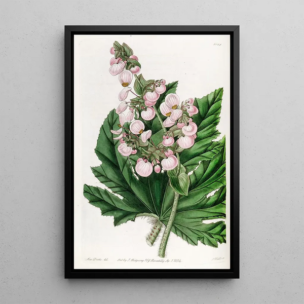 Begonia with Parsnip Leaves - Sydenham Edwards — framed artwork on a wall