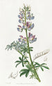 Lupin bigarré - Sydenham Edwards — artwork view