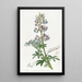 Lupin bigarré - Sydenham Edwards — framed artwork on a wall