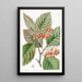 Thorn with Pear Leaves - Sydenham Edwards — framed artwork on a wall