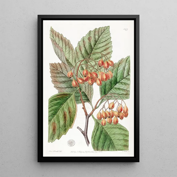 Thorn with Pear Leaves - Sydenham Edwards — framed artwork on a wall