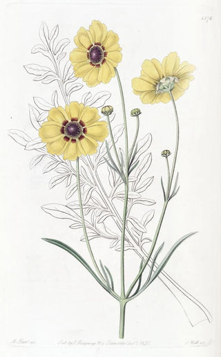 Sydenham Edwards - Perennial Dyers Coreopsis.webp