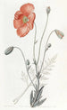 Persian Poppy Painting - Sydenham Edwards — artwork view