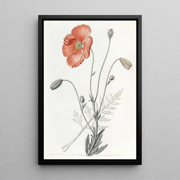 Persian Poppy Painting - Sydenham Edwards — framed artwork on a wall