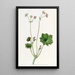 Begonia with petals - Sydenham Edwards — framed artwork on a wall