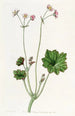 Begonia with petals - Sydenham Edwards — artwork view