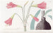 Phycellalike Habranthus - Sydenham Edwards — artwork view