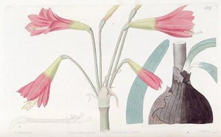 Sydenham Edwards - Phycellalike Habranthus.webp