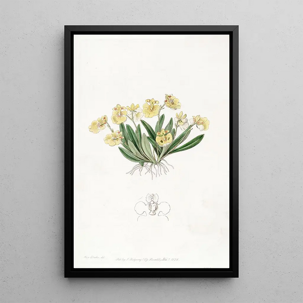Oncidium pygmée - Sydenham Edwards — framed artwork on a wall