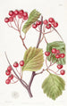 Stackhousia à pointes roses - Sydenham Edwards — artwork view