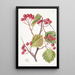 Stackhousia à pointes roses - Sydenham Edwards — framed artwork on a wall