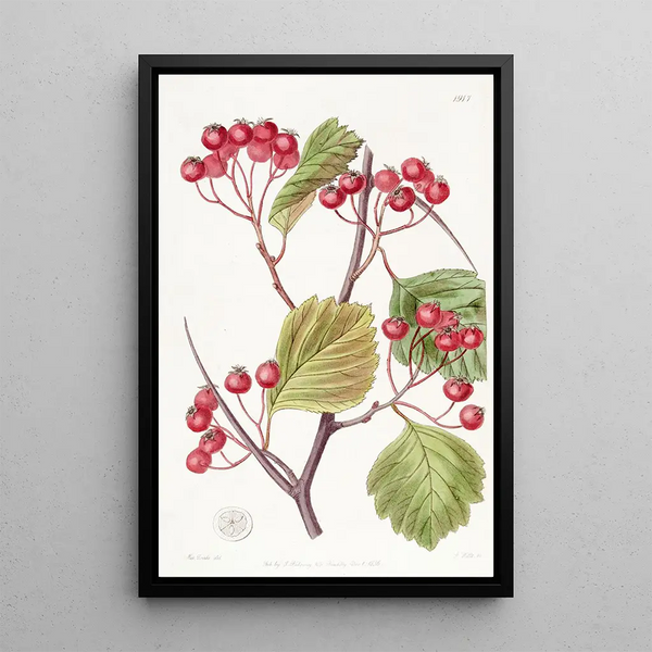 Stackhousia à pointes roses - Sydenham Edwards — framed artwork on a wall